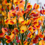 Cytisus 'Lena'