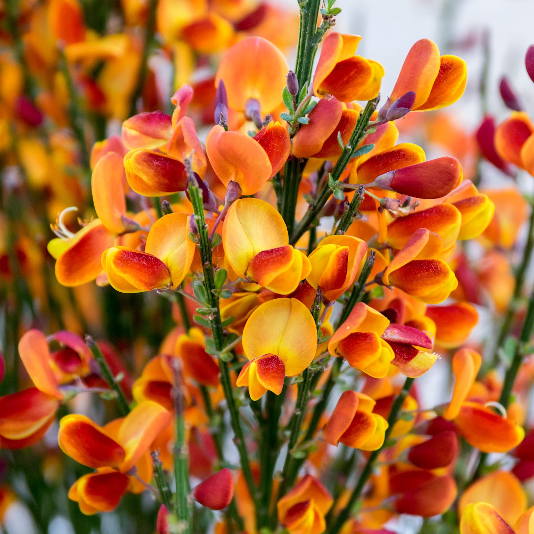 Cytisus 'Lena'