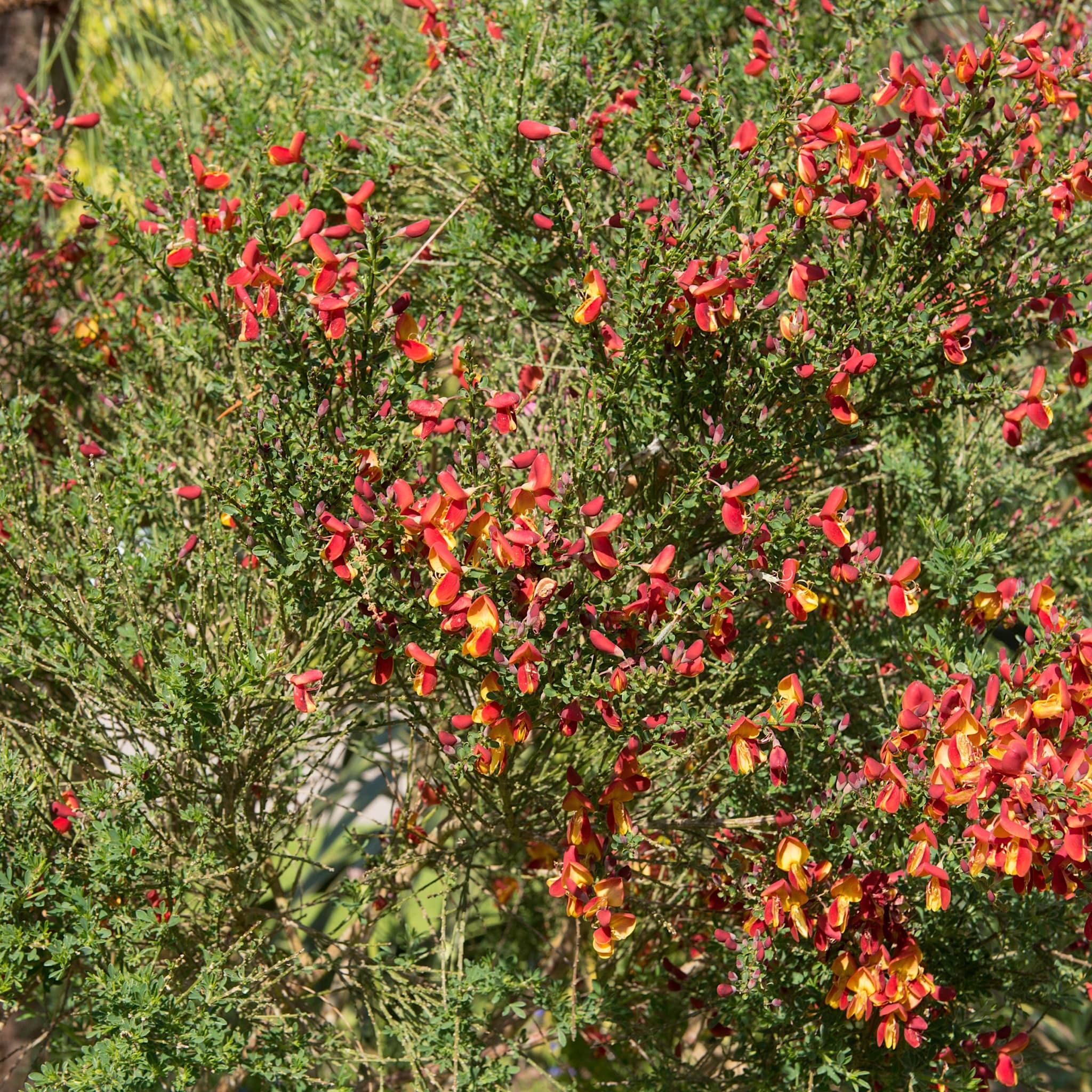 Cytisus 'Lena'