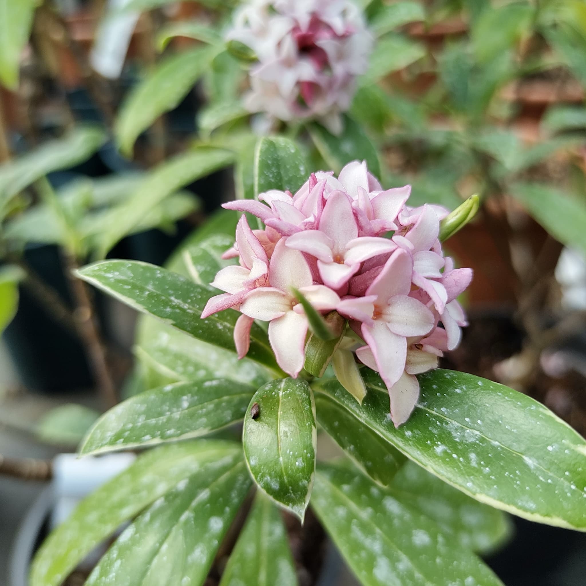 Daphne odora 'Aureomarginata'