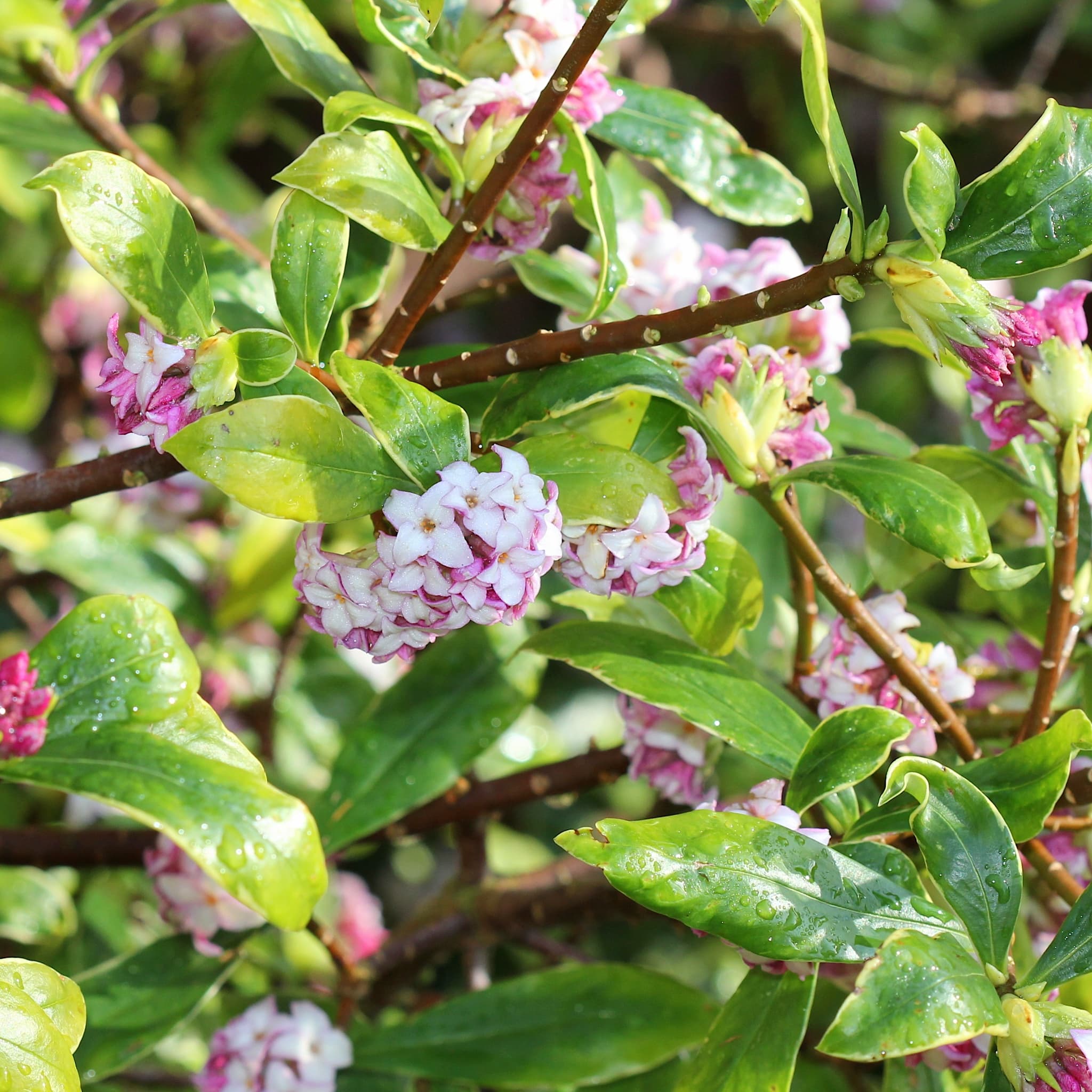 Daphne odora 'Aureomarginata'