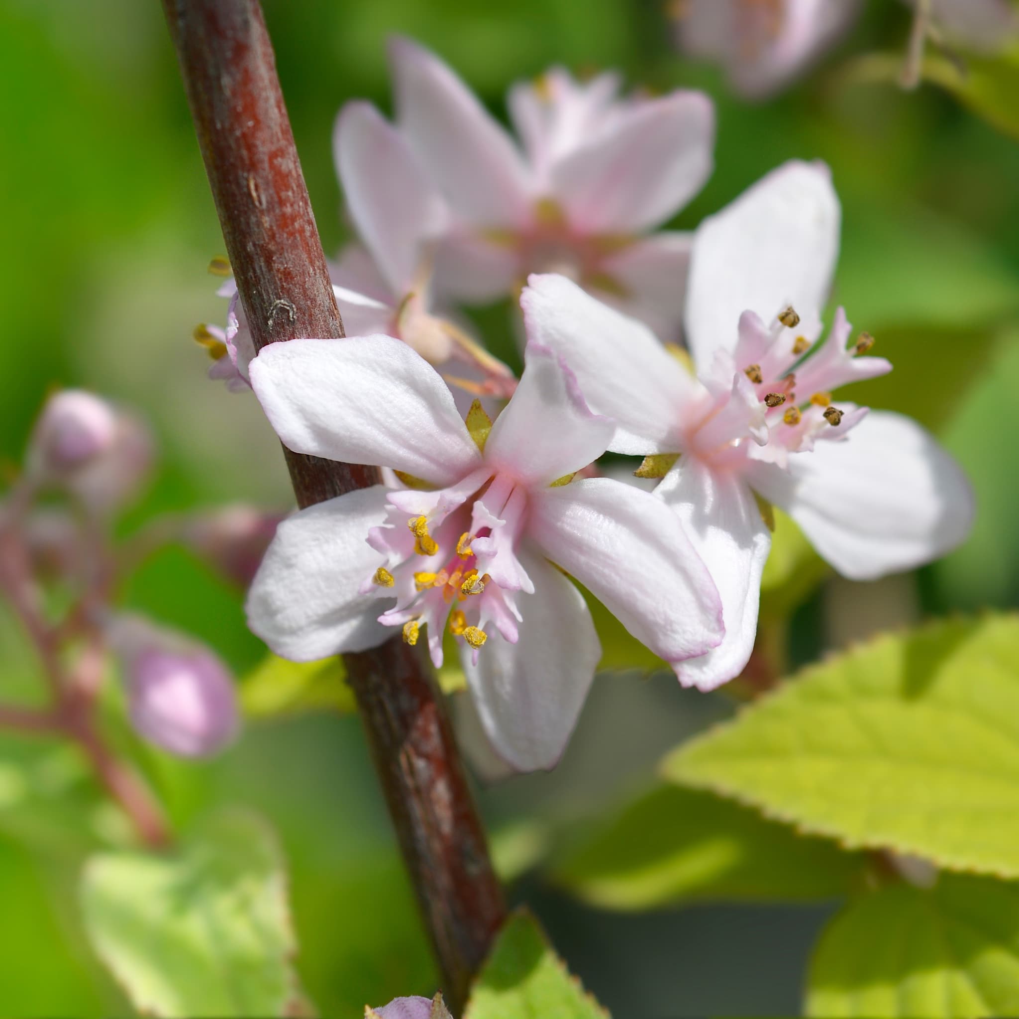 Deutzia hybrida 'Mont Rose'