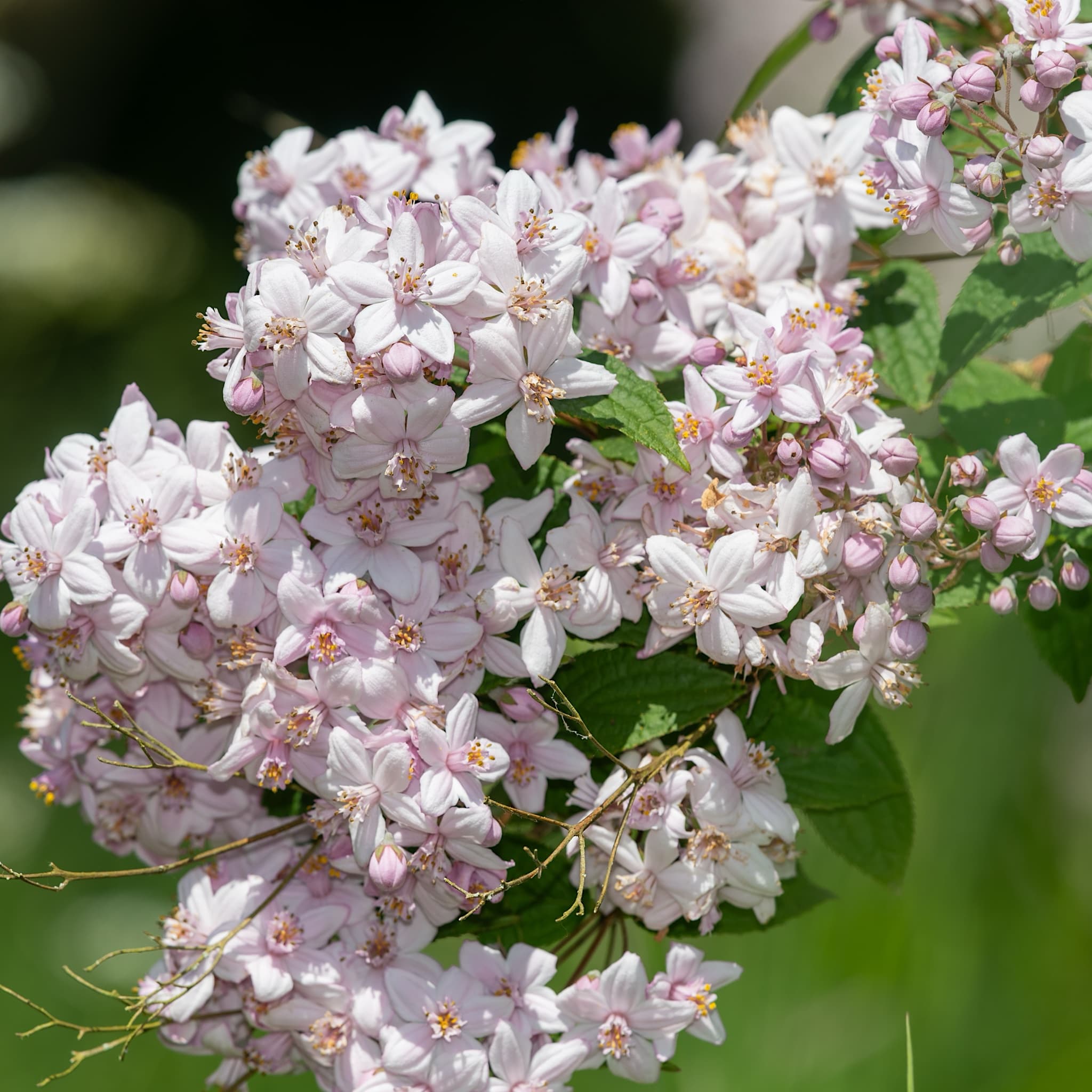 Deutzia hybrida 'Mont Rose'