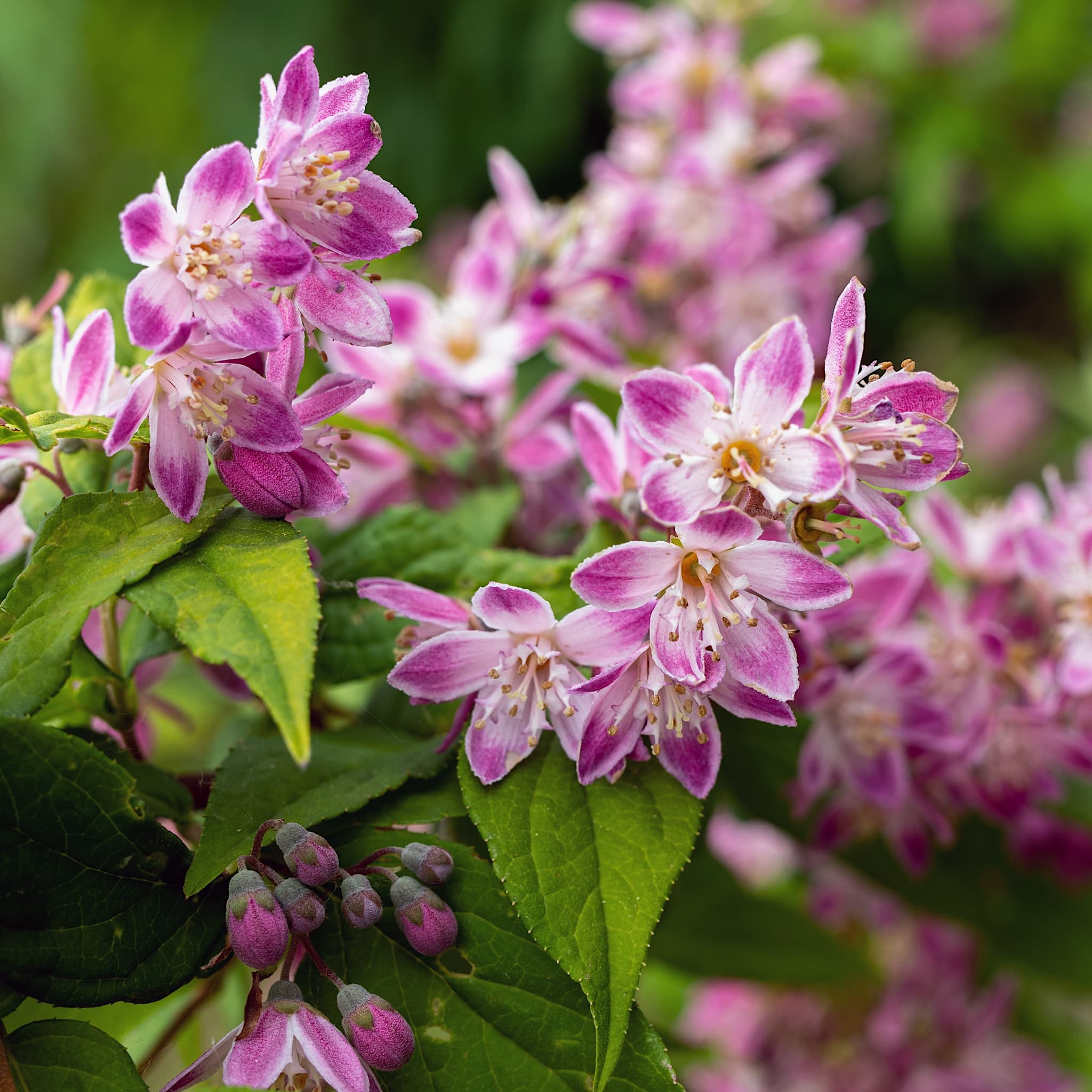 Deutzia 'Raspberry Sundae'