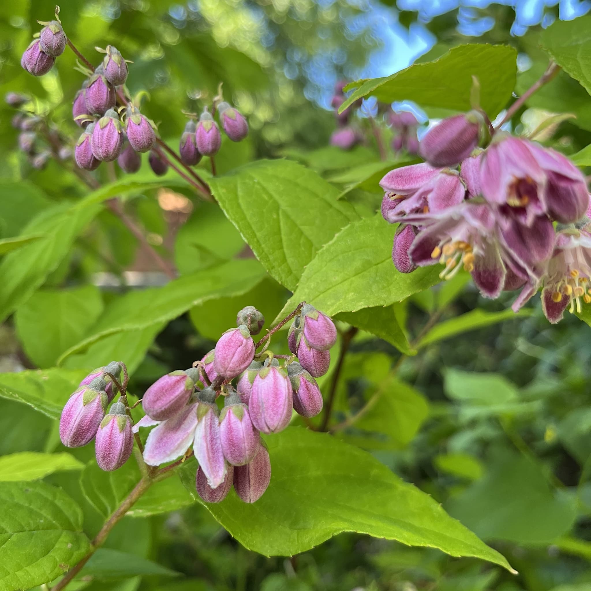 Deutzia 'Raspberry Sundae'