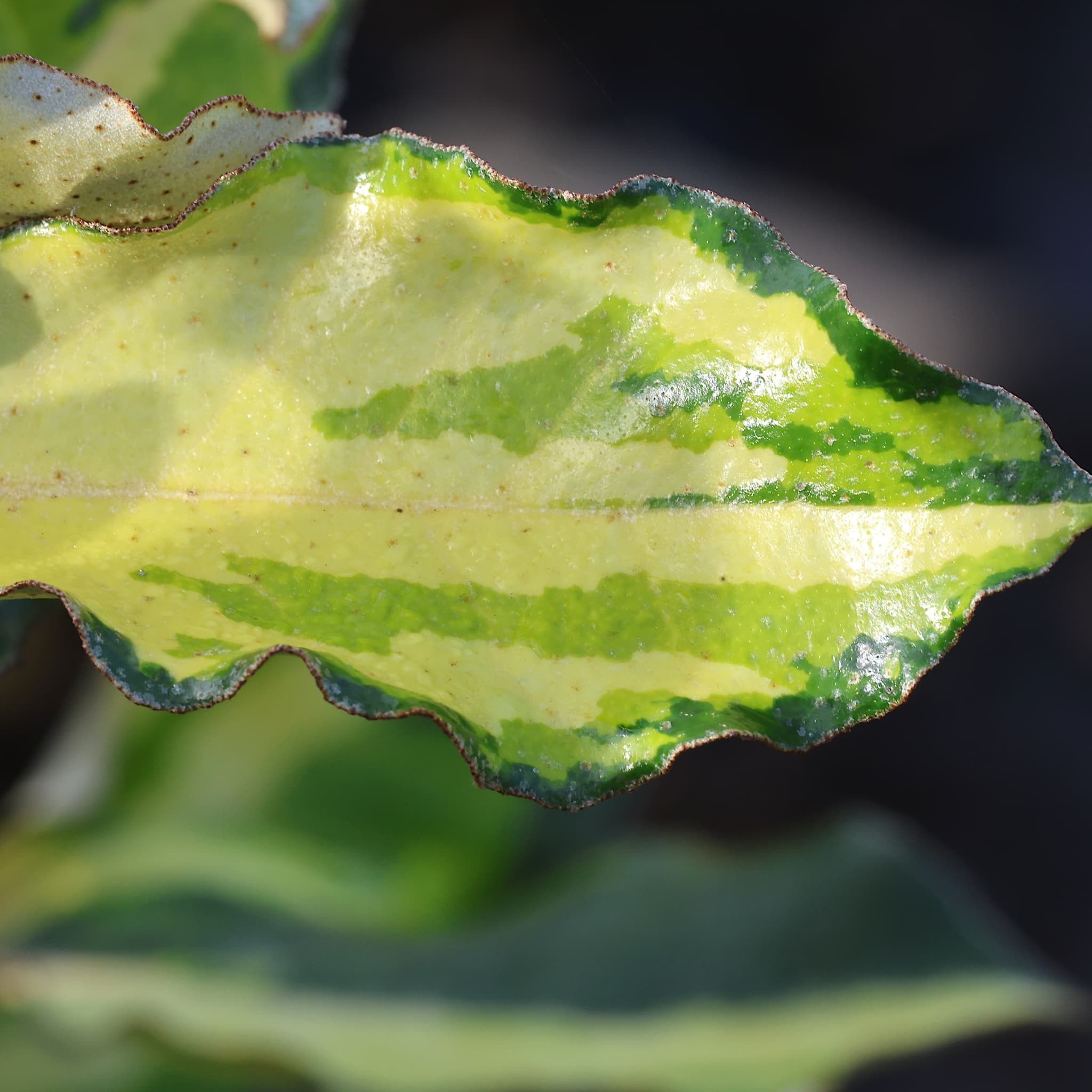 Elaeagnus x ebbingei 'Maryline'