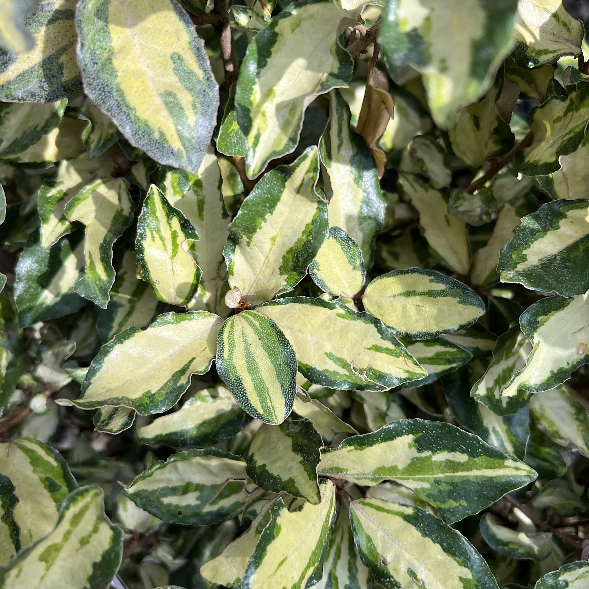 Elaeagnus x ebbingei 'Maryline'