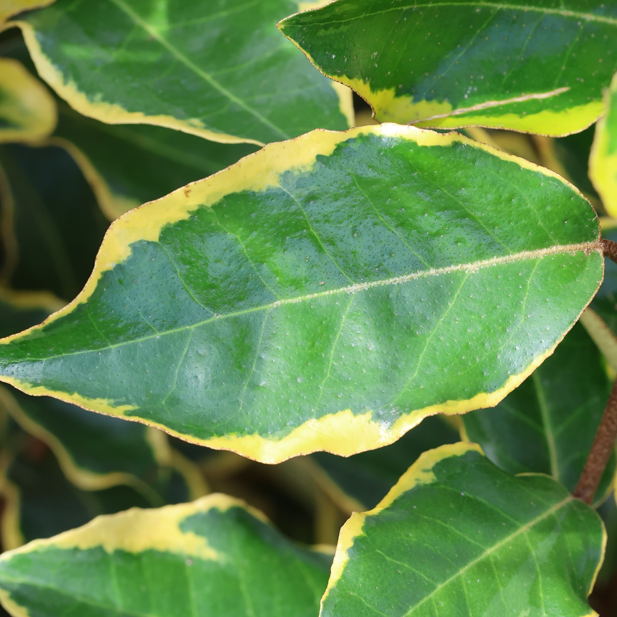Elaeagnus x ebbingei 'Viveleg'