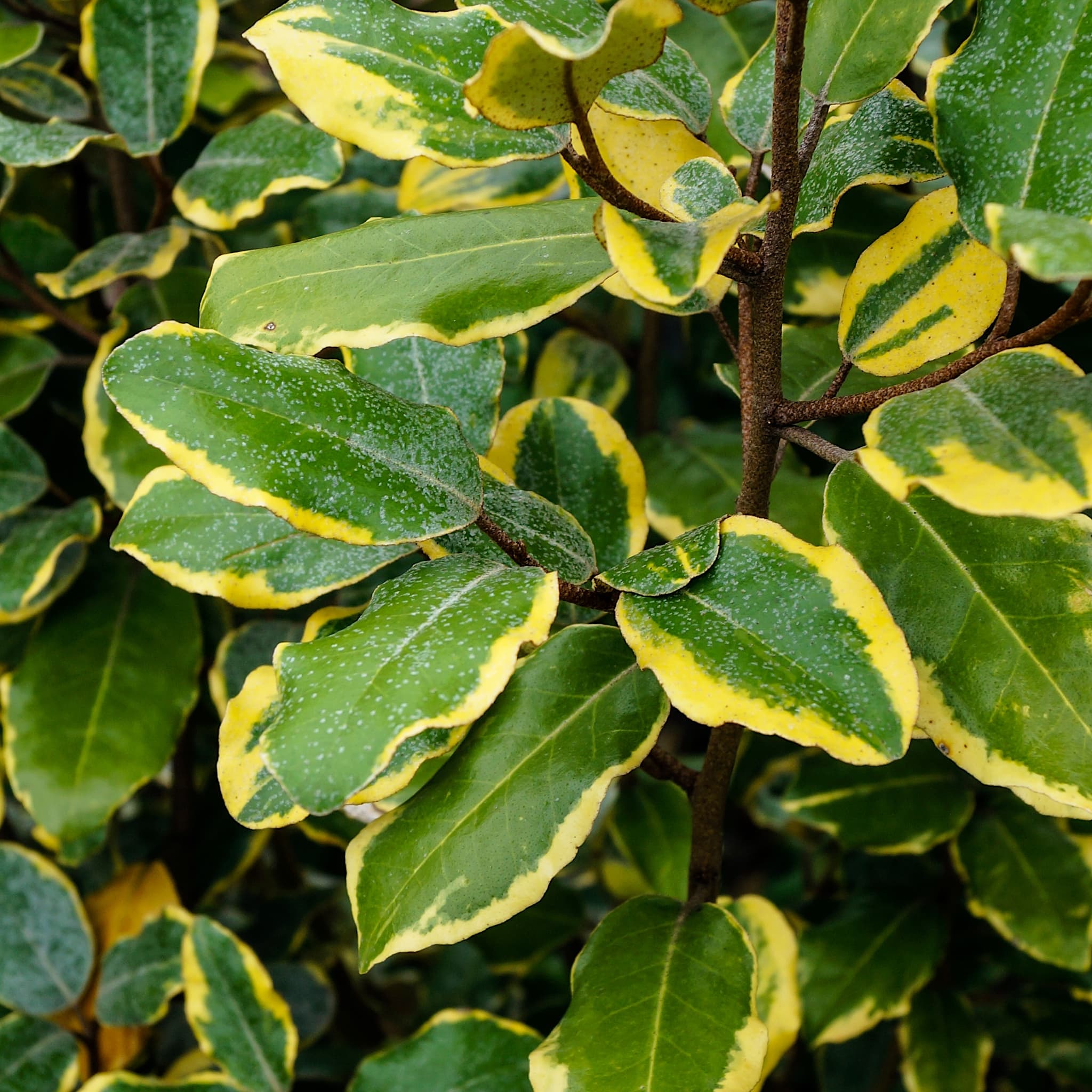 Elaeagnus x ebbingei 'Viveleg'