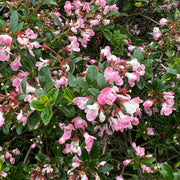 Escallonia 'Apple Blossom'