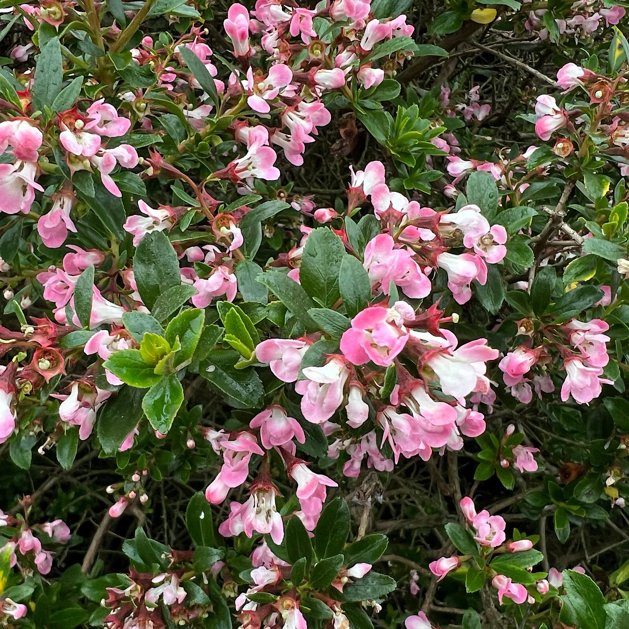 Escallonia 'Apple Blossom'