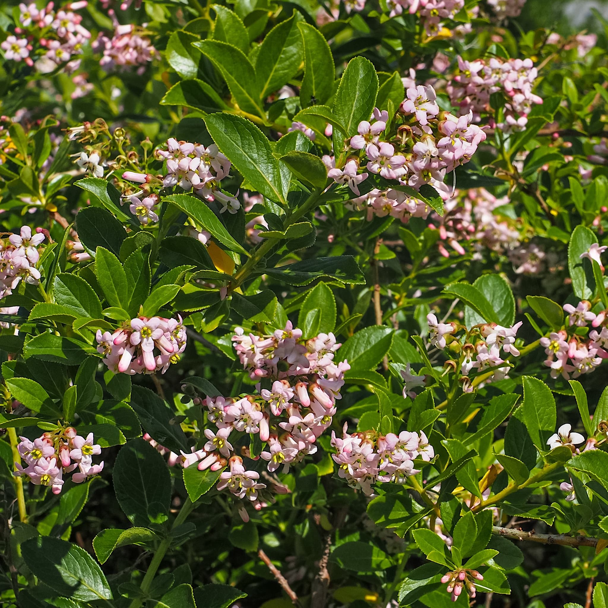 Escallonia 'Apple Blossom'