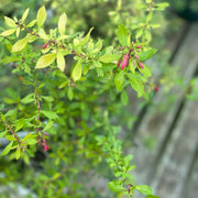 Escallonia ‘Golden Carpet'