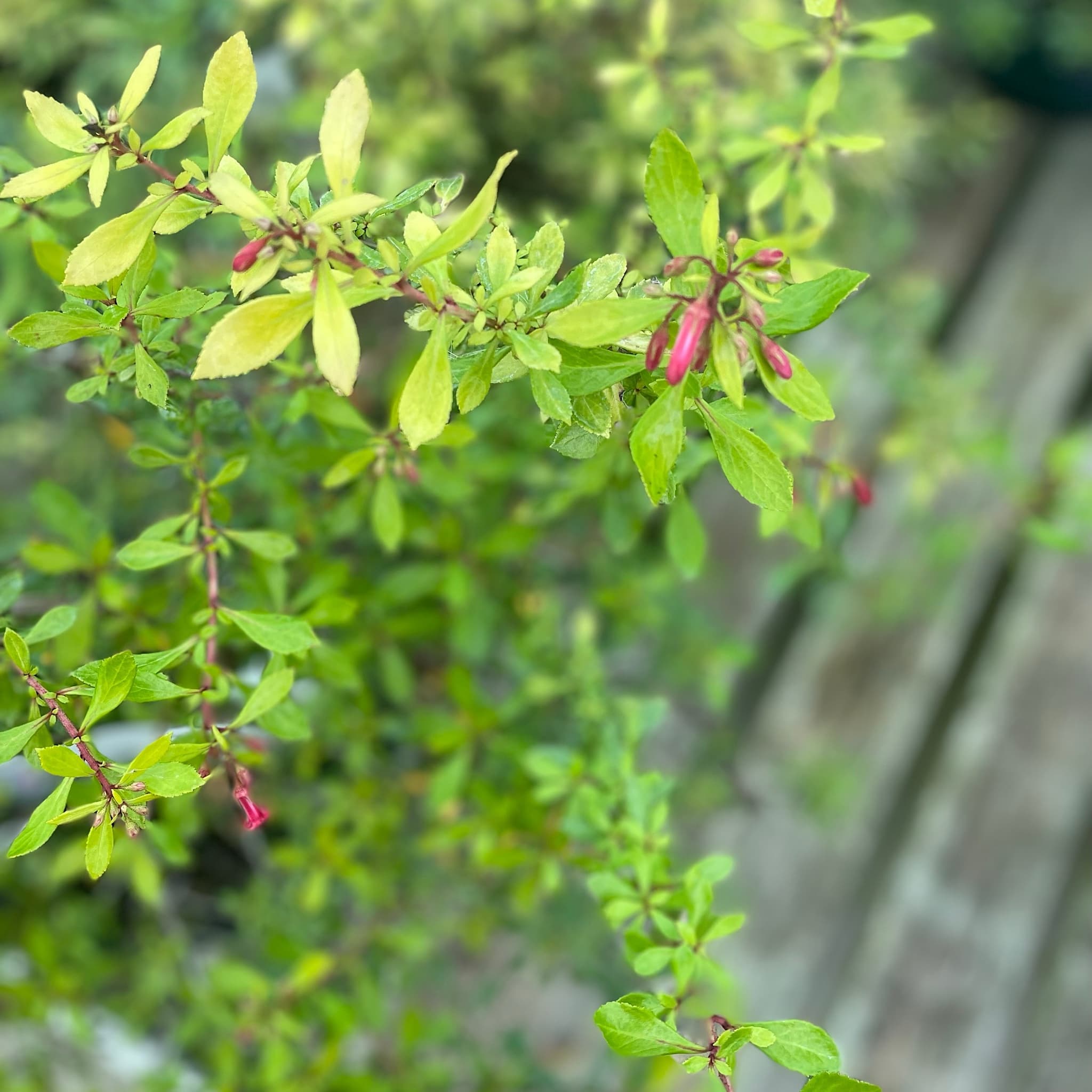 Escallonia ‘Golden Carpet'