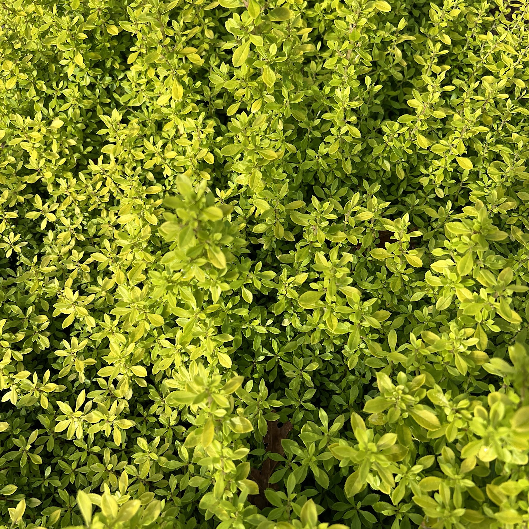 Escallonia ‘Golden Carpet'