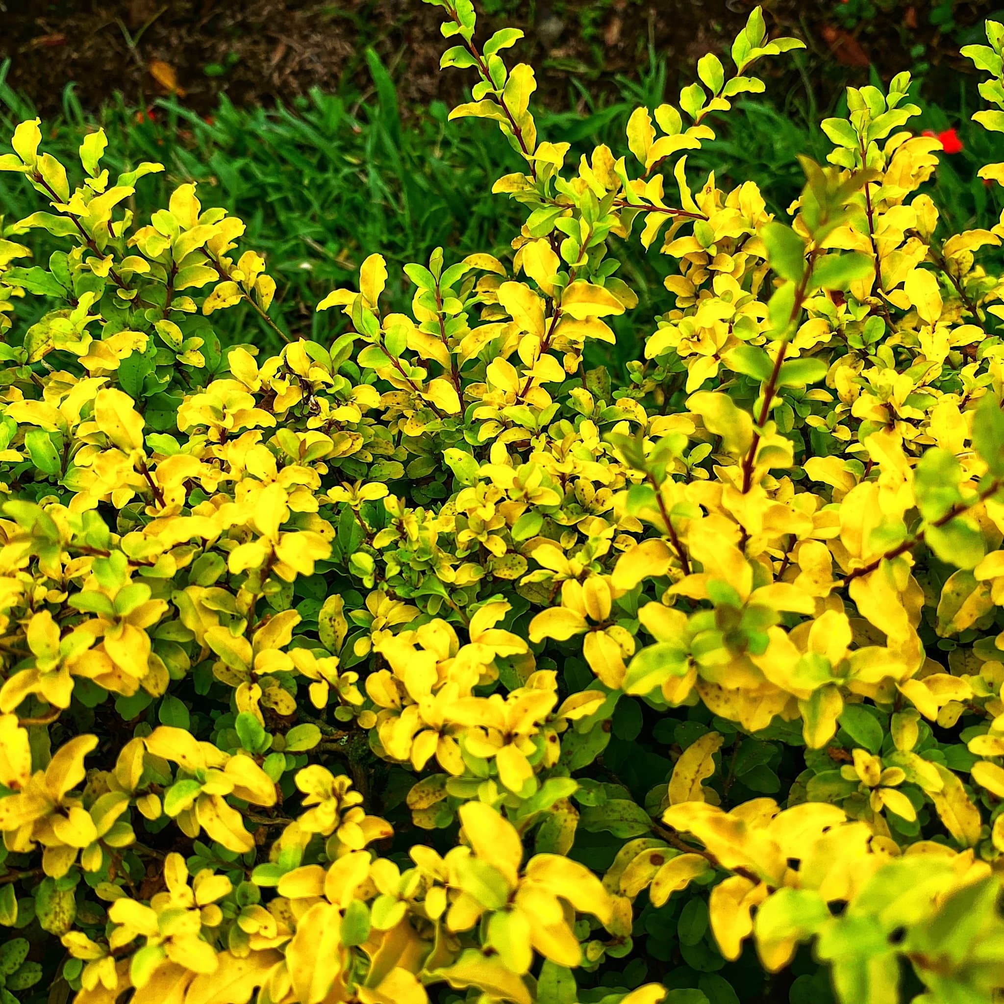 Escallonia 'Gold Ellen'