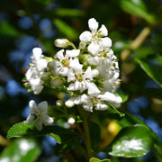 Escallonia ‘Iveyi'