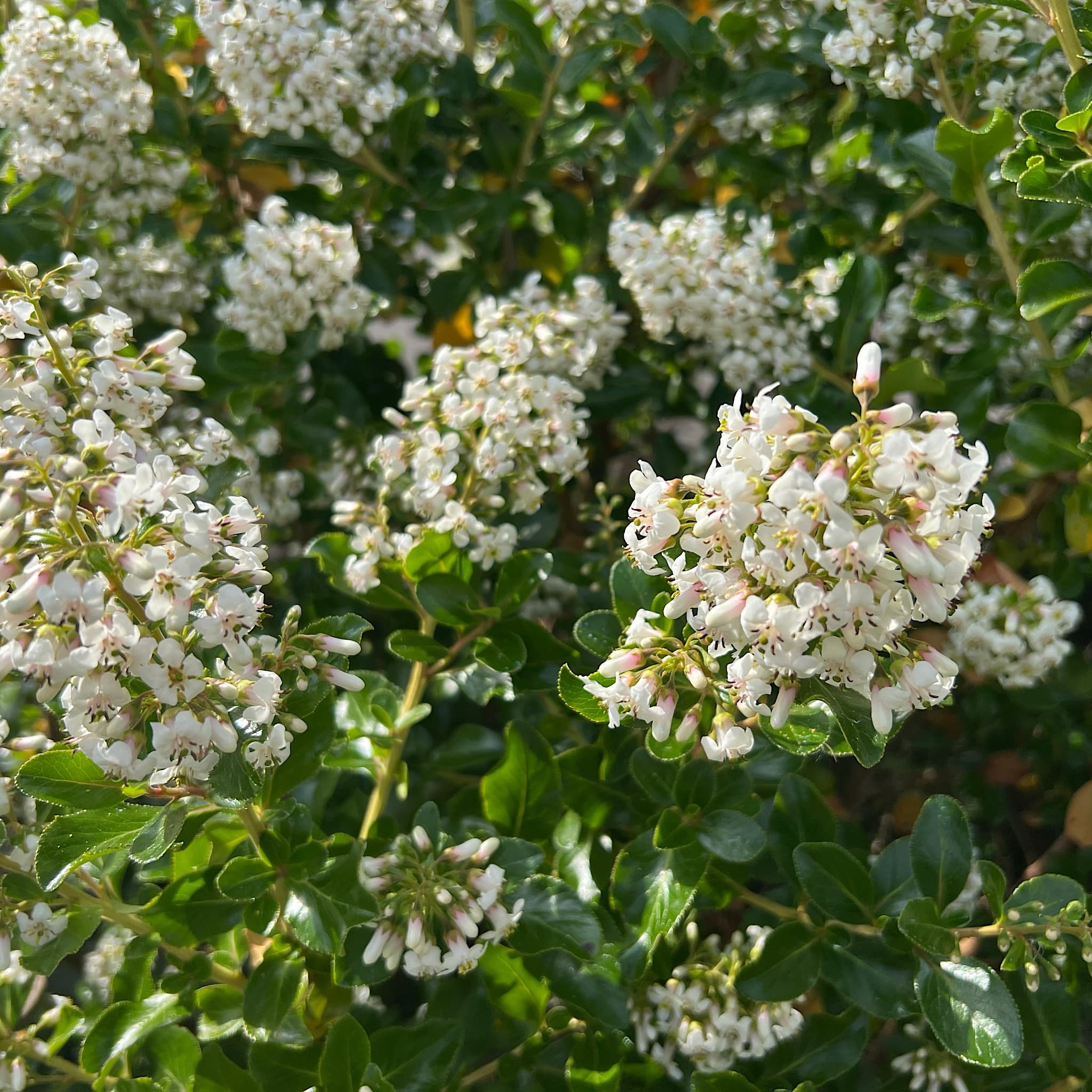 Escallonia ‘Iveyi'