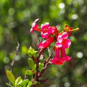 Escallonia rubra 'Macrantha'