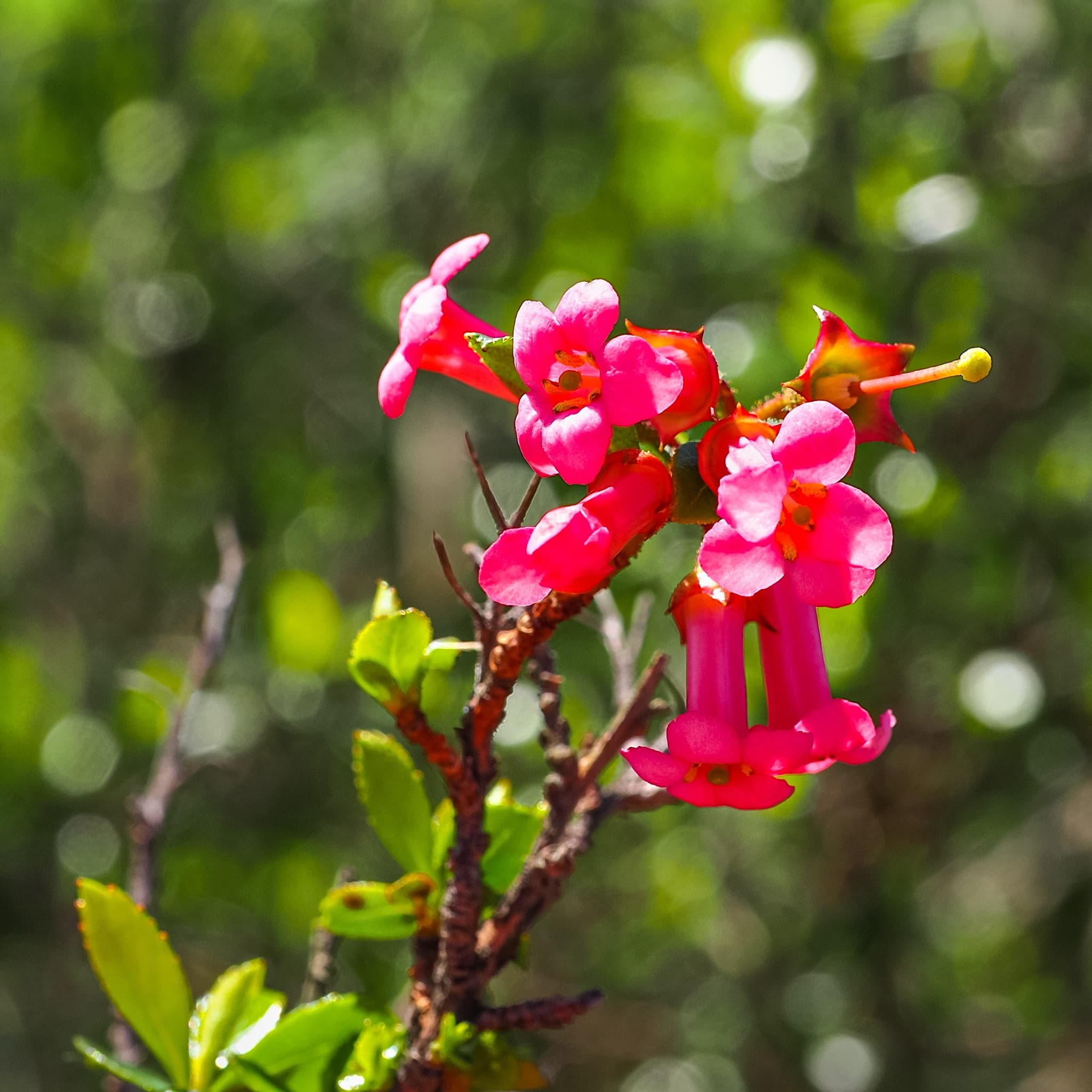 Escallonia rubra 'Macrantha'
