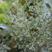 Eucalyptus gunnii 'France Bleu'