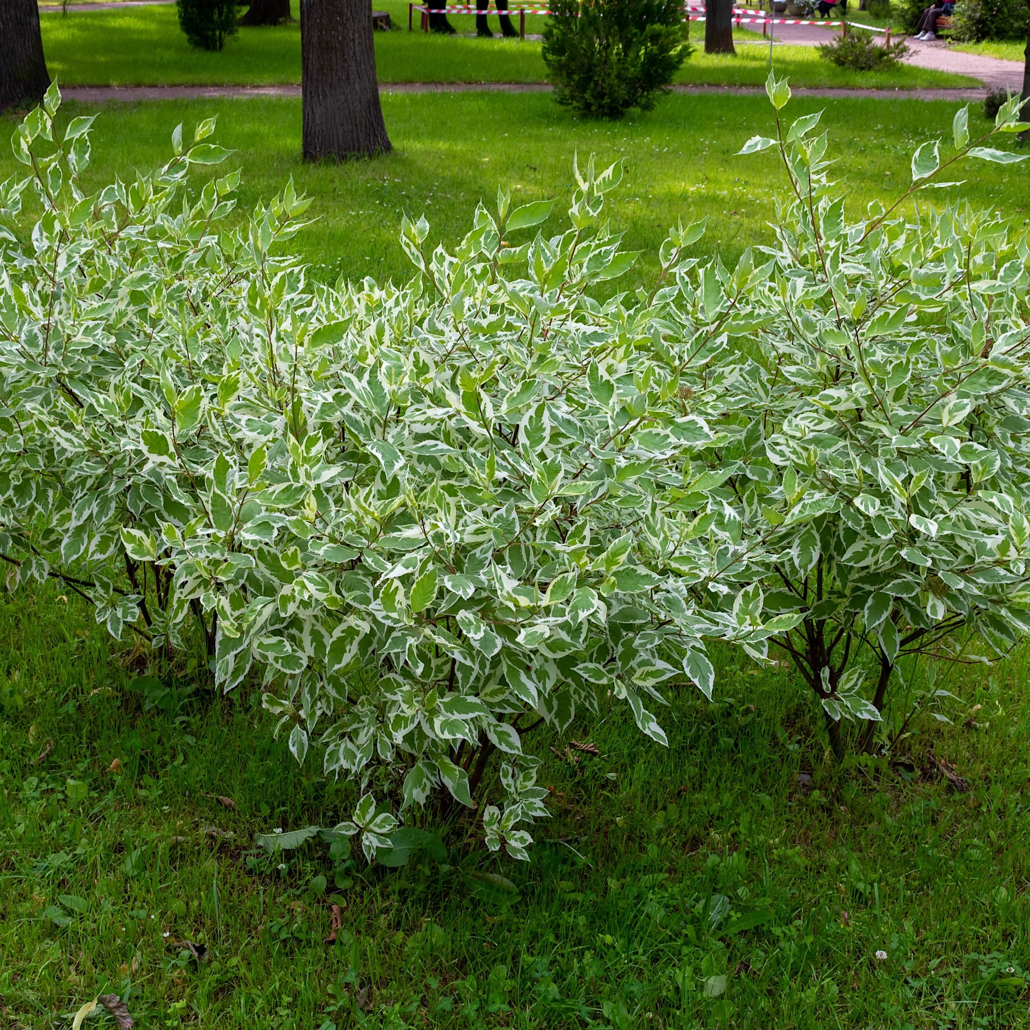 Cornus alba 'Elegantissima'
