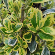 Euonymus japonicus 'Bravo'