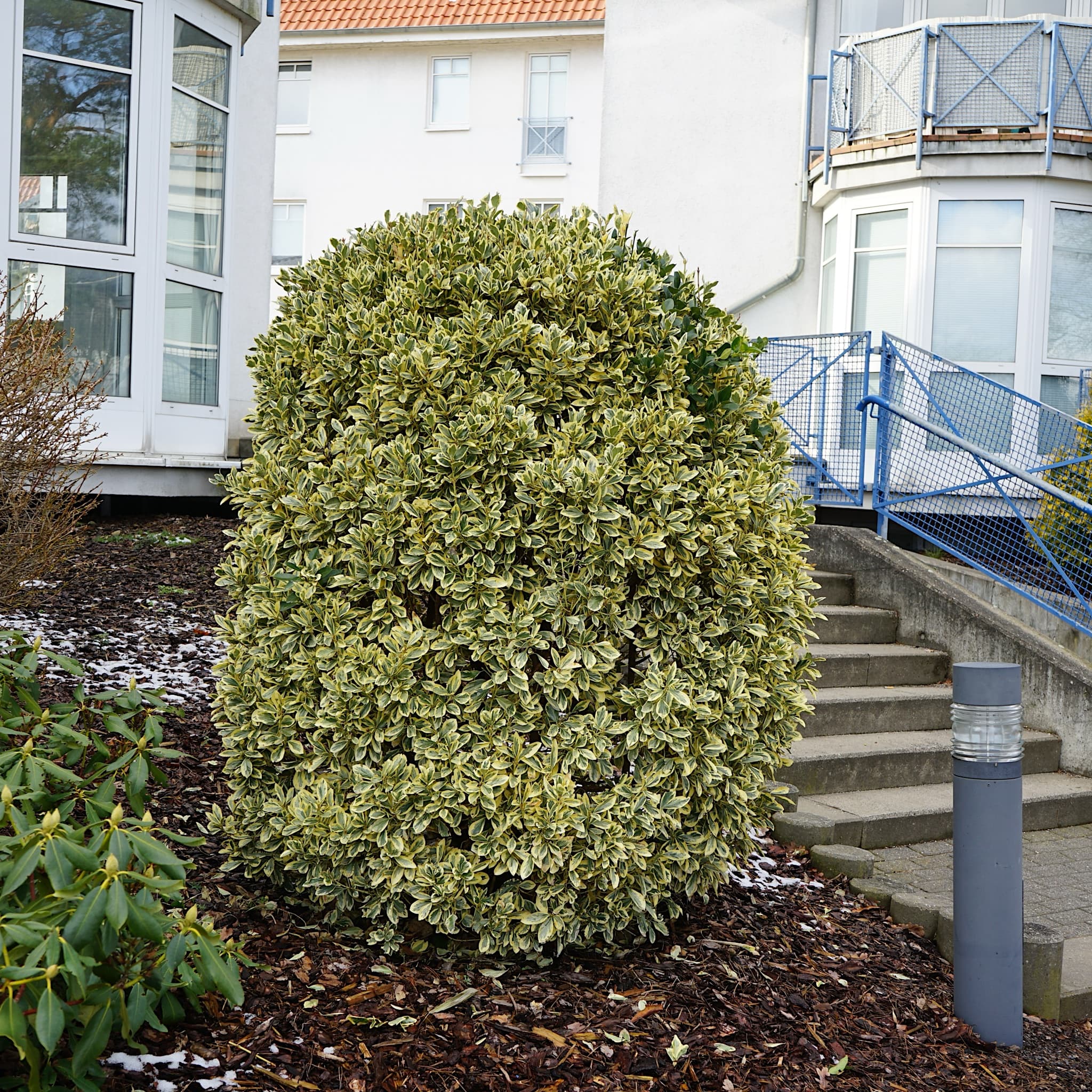 Euonymus japonicus 'Bravo'