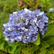 Hydrangea macr. 'Ankong Character Blue'
