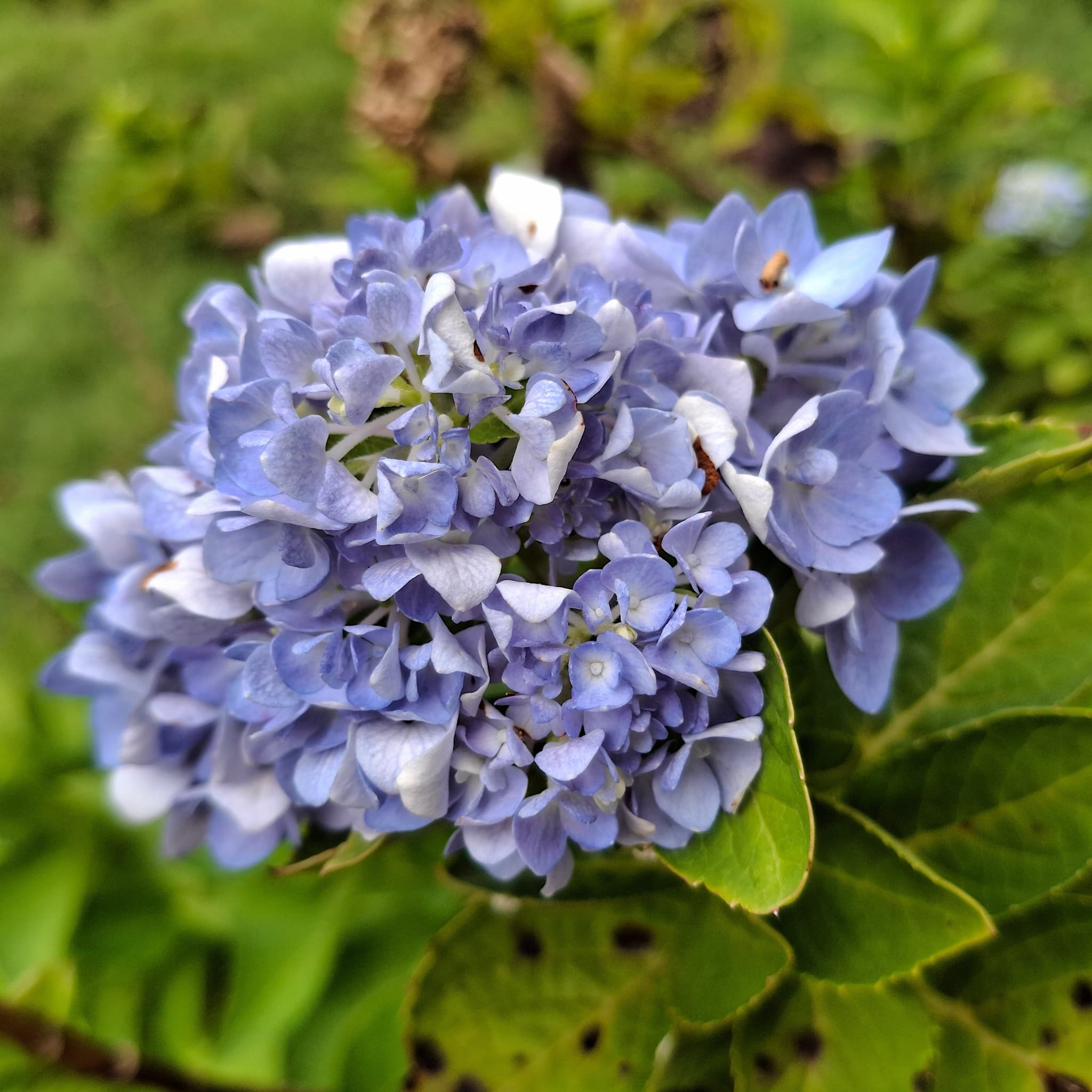 Hydrangea macr. 'Ankong Character Blue'