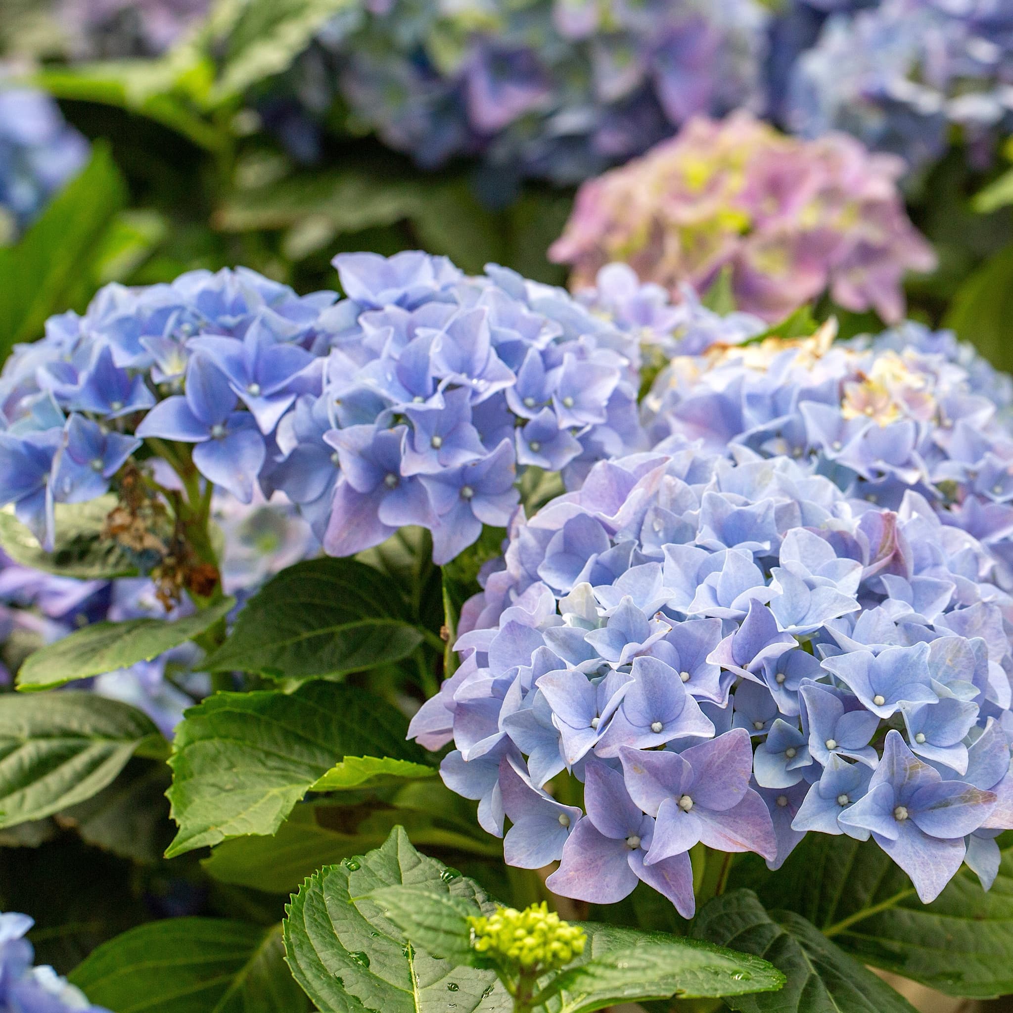 Hydrangea macr. 'Ankong Character Blue'