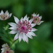 Astrantia major