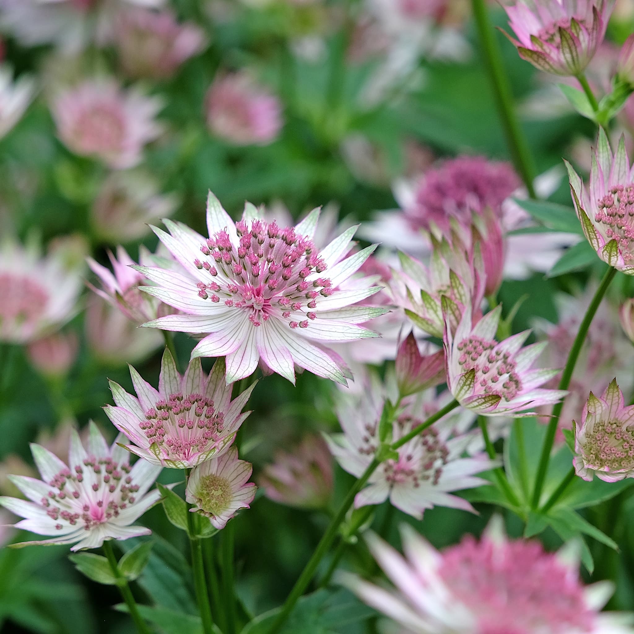 Astrantia major
