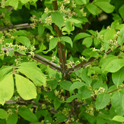 Euonymus alatus
