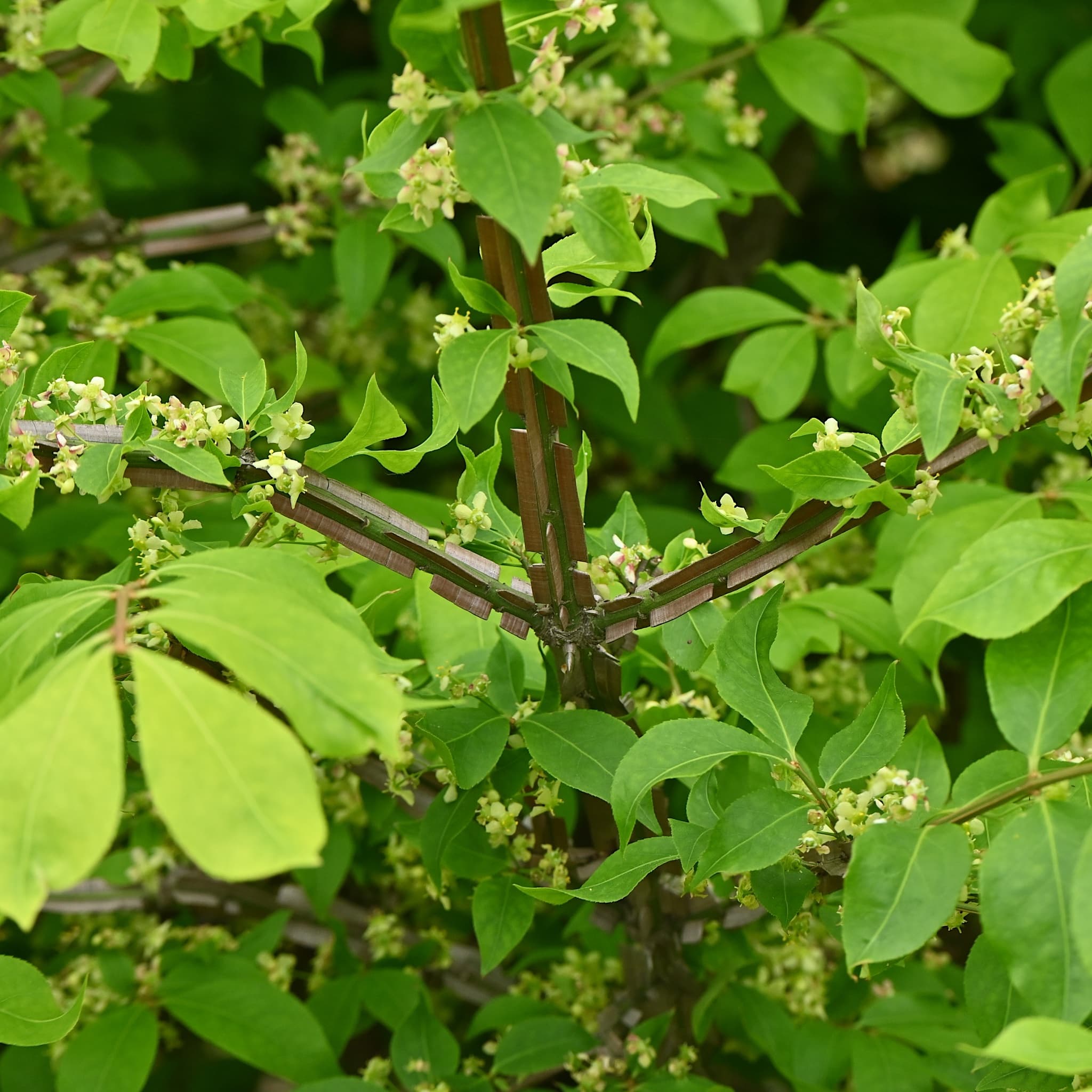 Euonymus alatus