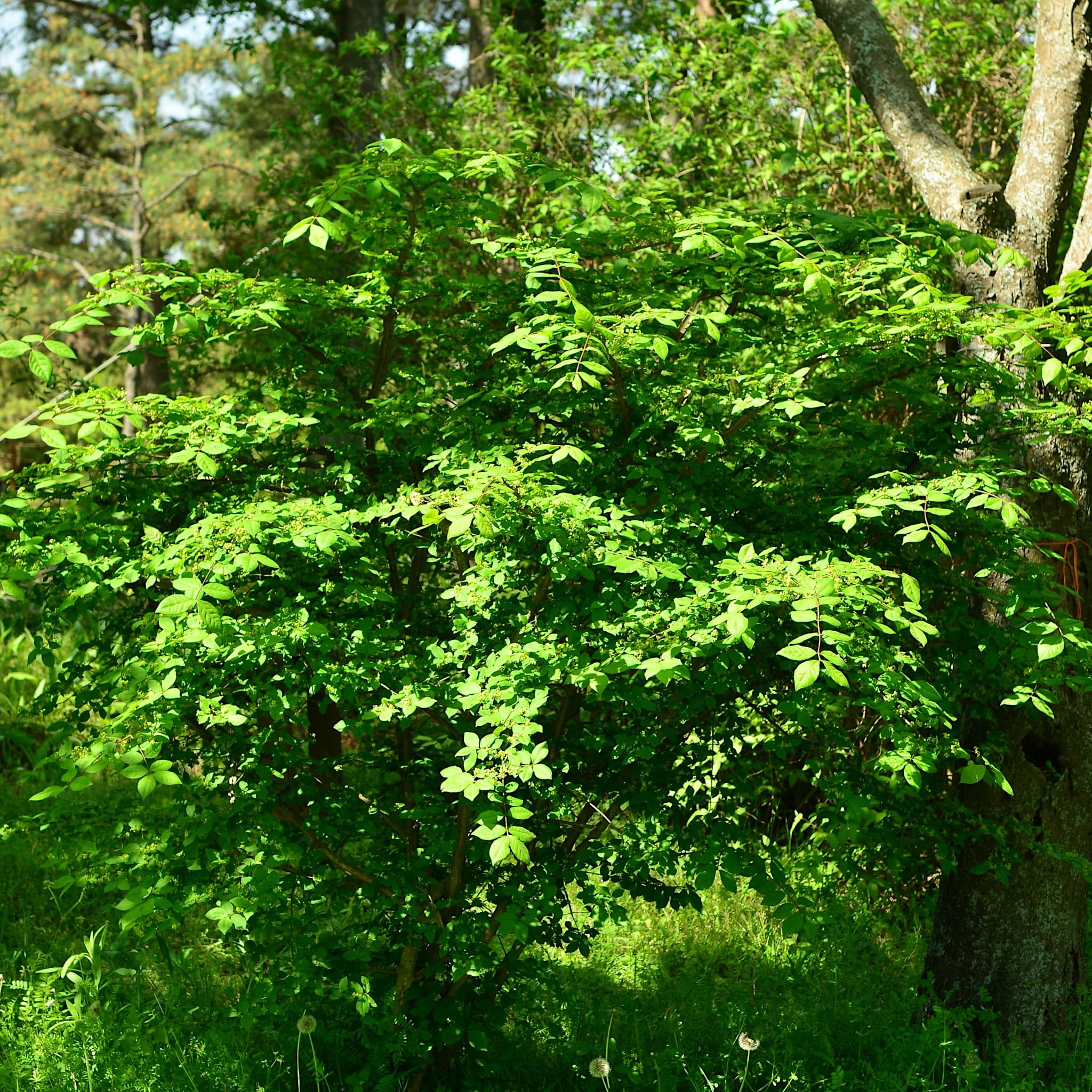 Euonymus alatus