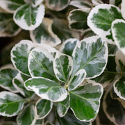 Euonymus fort. 'Emerald Gaiety'