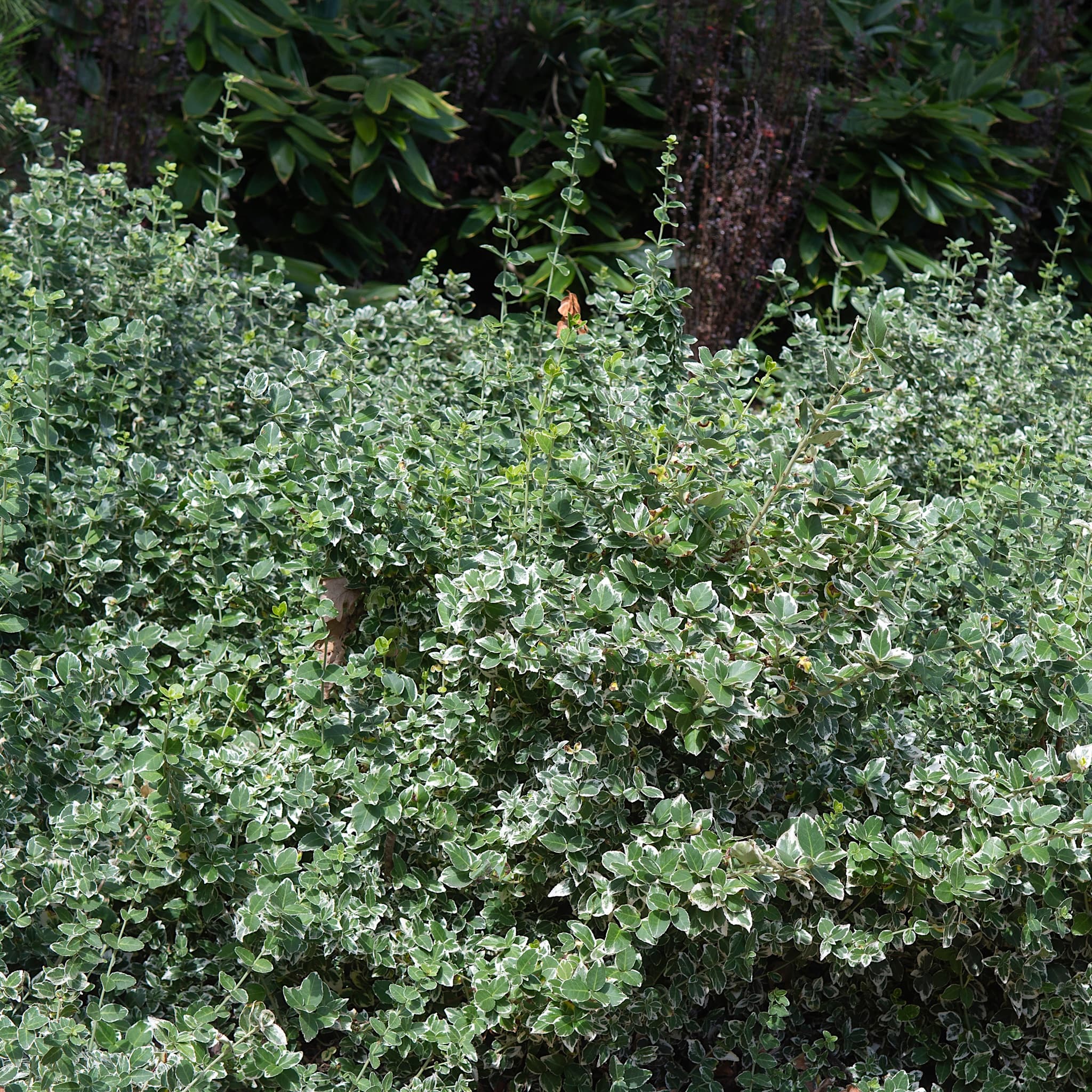 Euonymus fort. 'Emerald Gaiety'