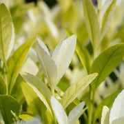 Euonymus jap. ‘Extravaganza’