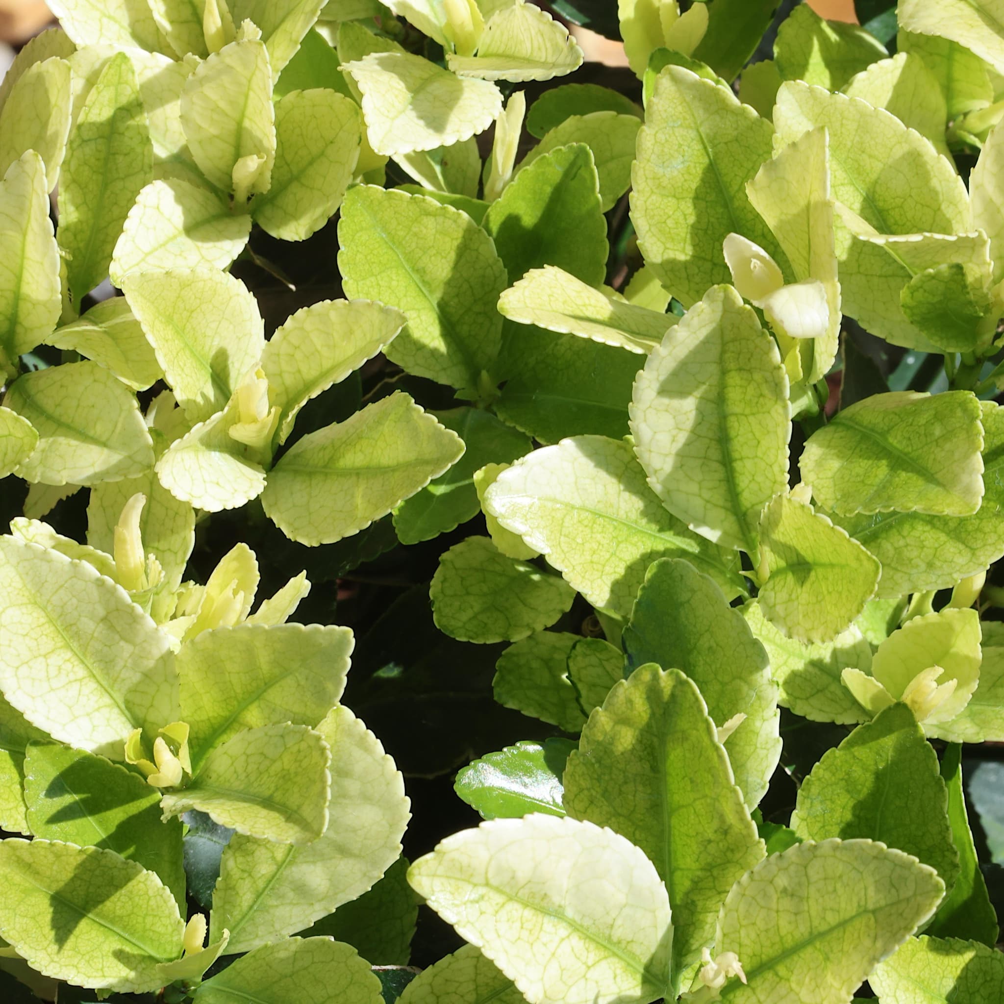 Euonymus jap. ‘Extravaganza’