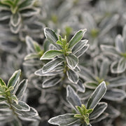 Euonymus jap. 'Microphyllus Aurea’