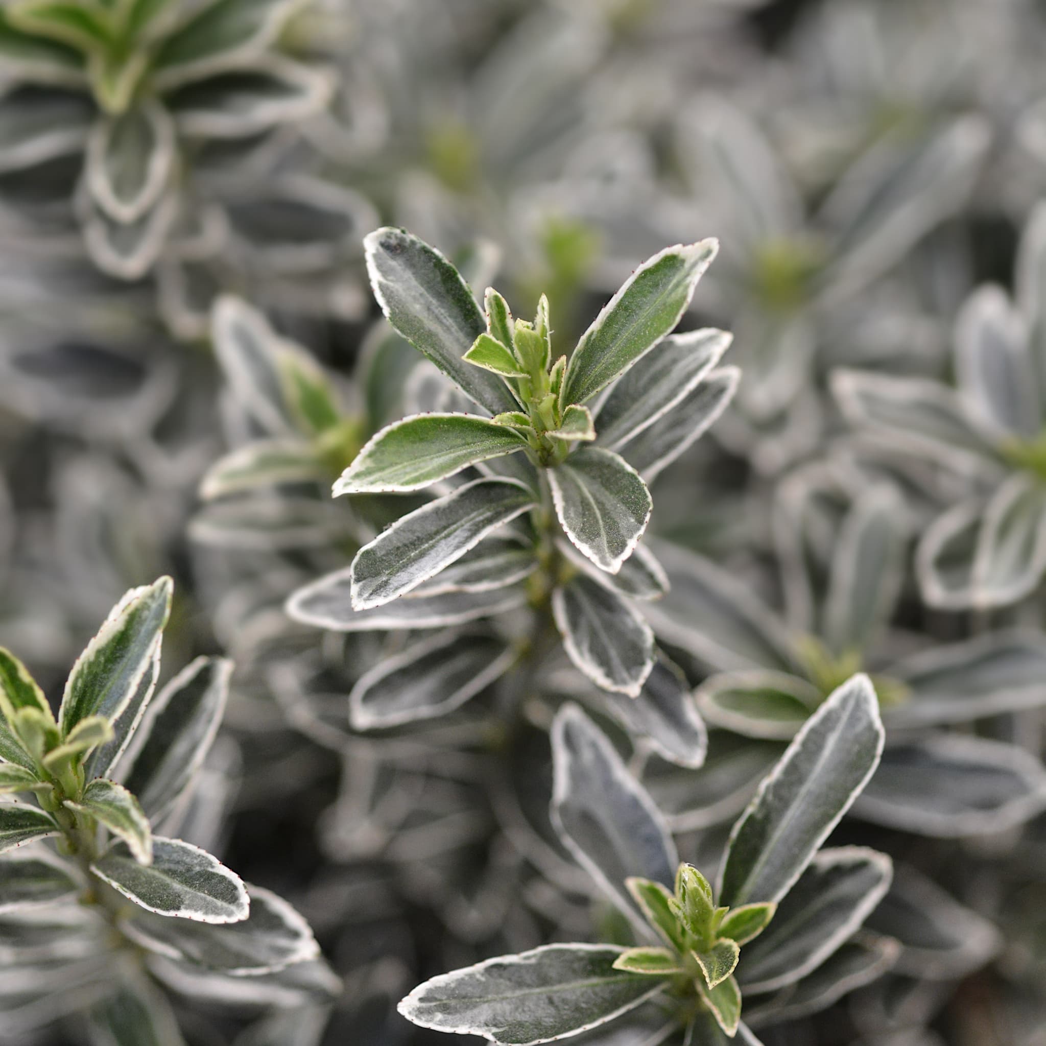Euonymus jap. 'Microphyllus Aurea’