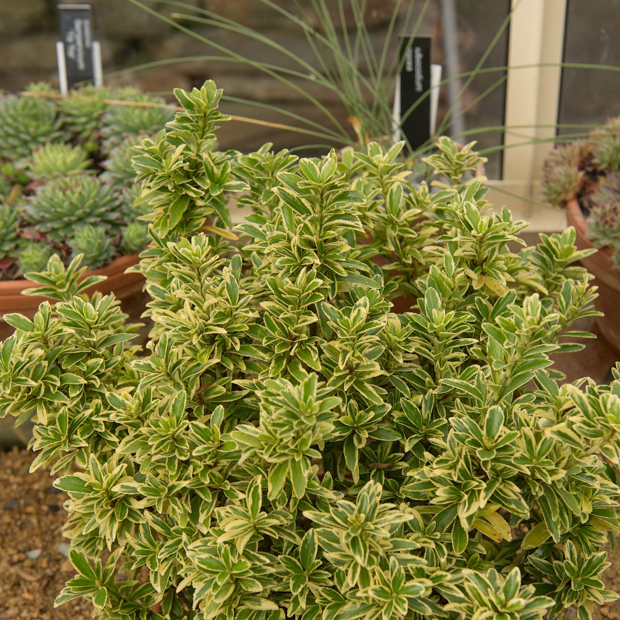 Euonymus jap. 'Microphyllus Aurea’
