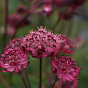 Astrantia maj. 'Sparkling Stars Red'