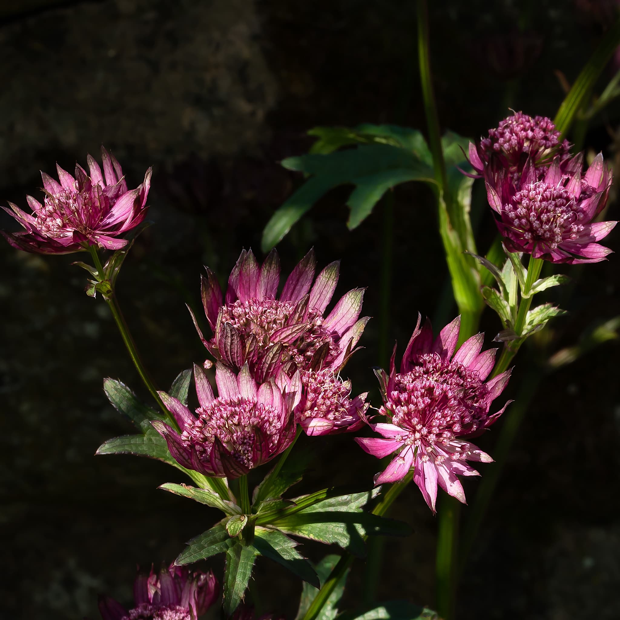 Astrantia maj. 'Sparkling Stars Red'