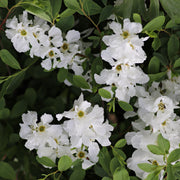 Exochorda 'Niagara'