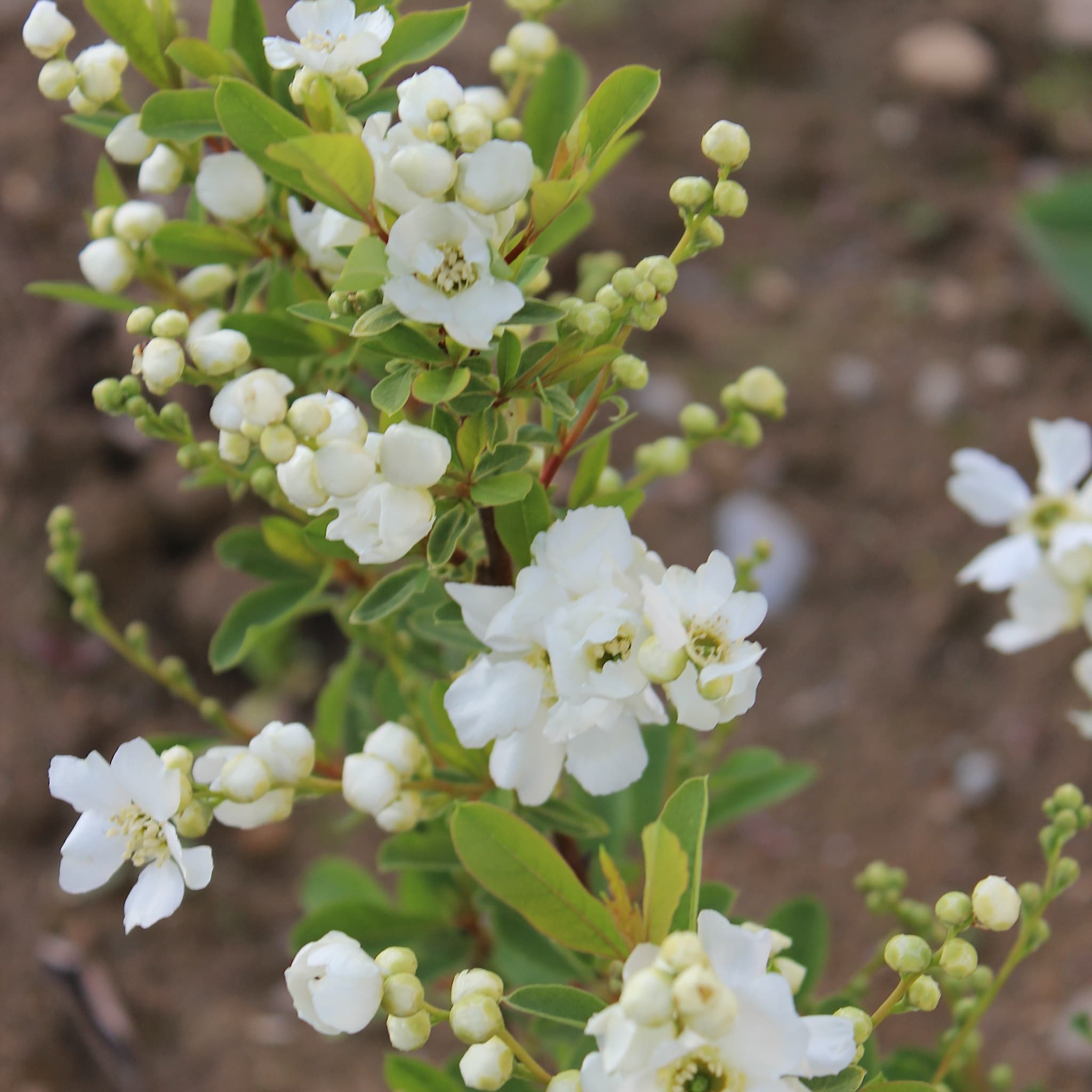 Exochorda 'Niagara'