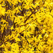 Forsythia 'Lynwood Gold'