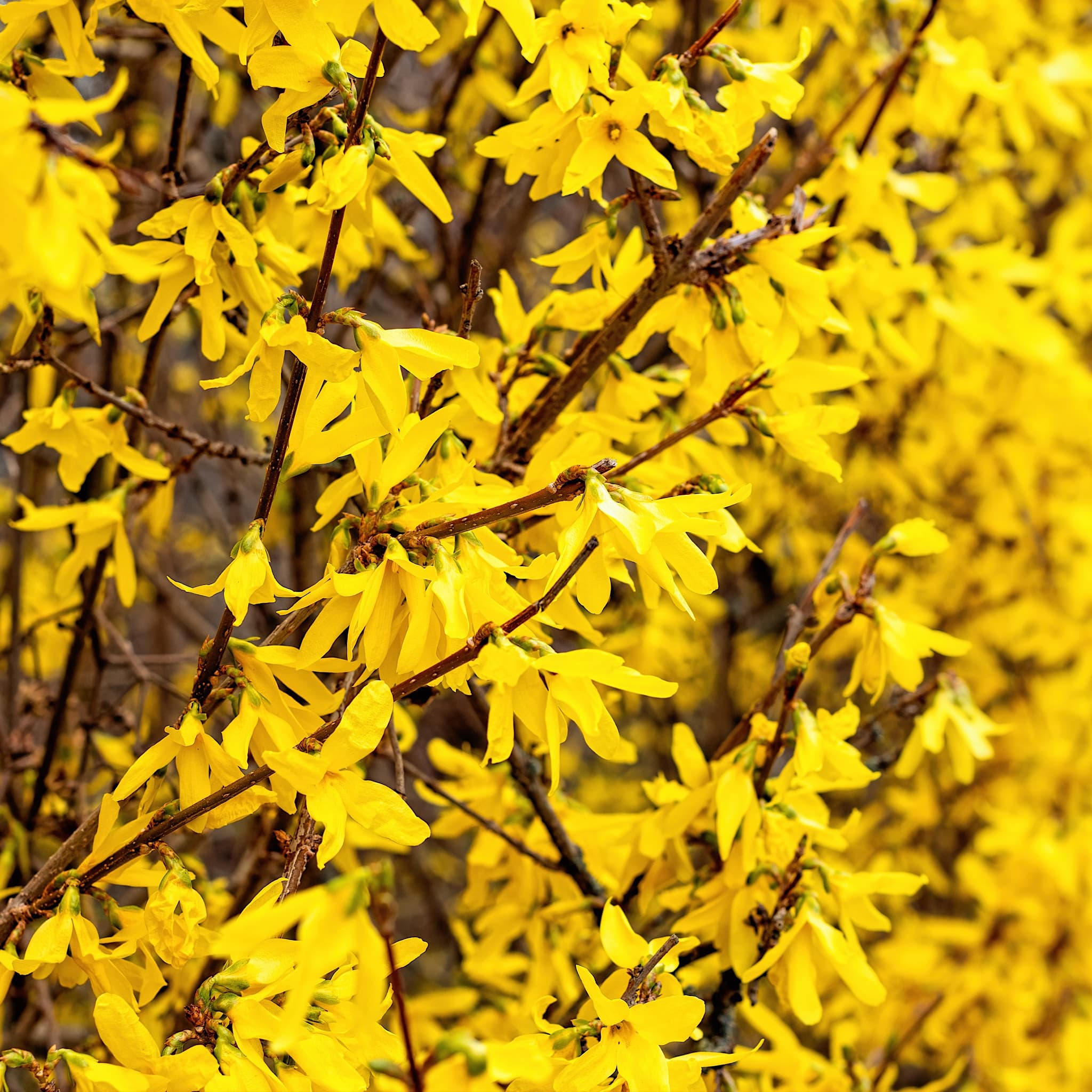 Forsythia 'Lynwood Gold'