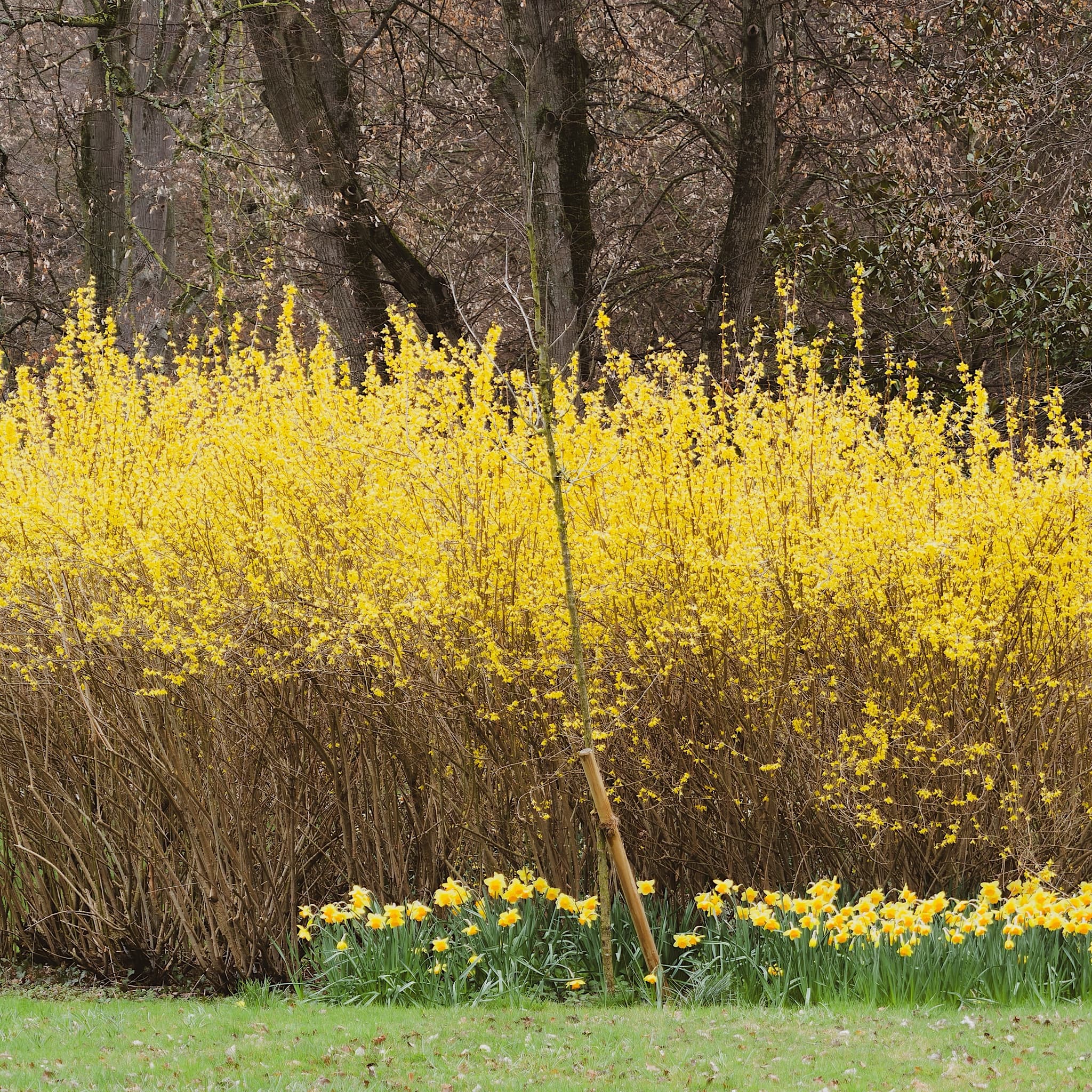 Forsythia 'Lynwood Gold'